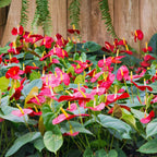 Red Anthurium Plant - 5 to 7 Inc Tall in 4'' Pot
