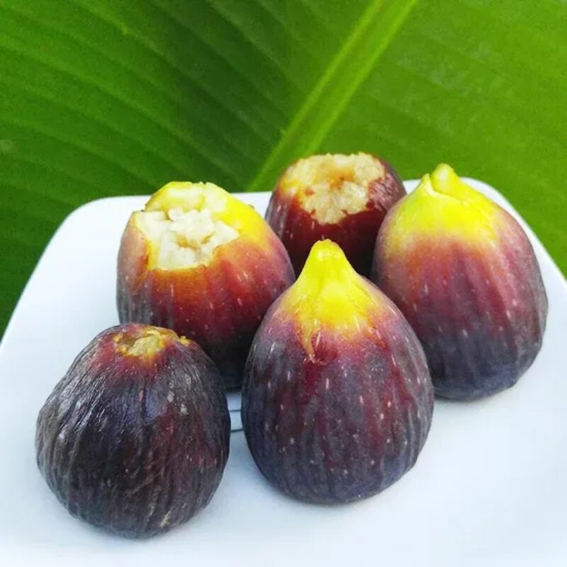 Italian Everbearing Fig Tree