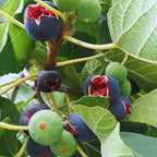 Italian Everbearing Plant Tree