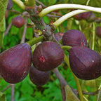 Italian Everbearing Plant Tree