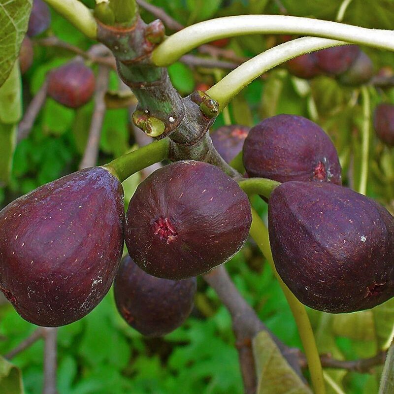 Italian Everbearing Plant Tree