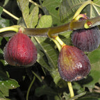 Italian Purple Fig Tree, 8 Inc Tall in 4'' Pot