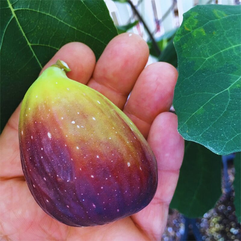 Italian Everbearing Plant Live