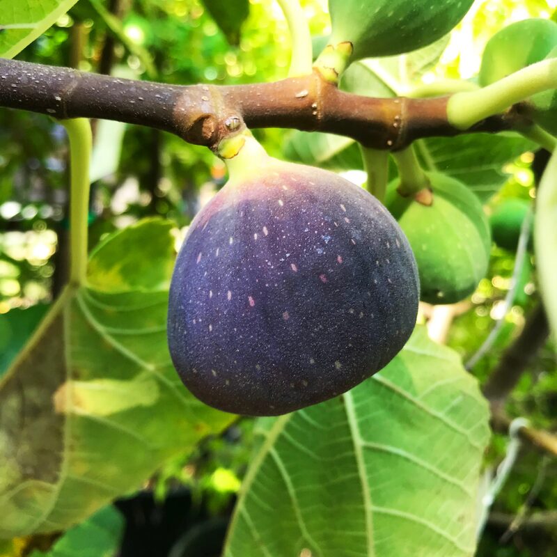 Black Jack Fig Tree - 4 to 6 Inc Tall
