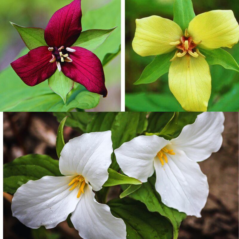Assorted Trillium Roots - 10 Roots, Large Roots