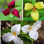 Assorted Trillium Roots - 10 Roots, Large Roots