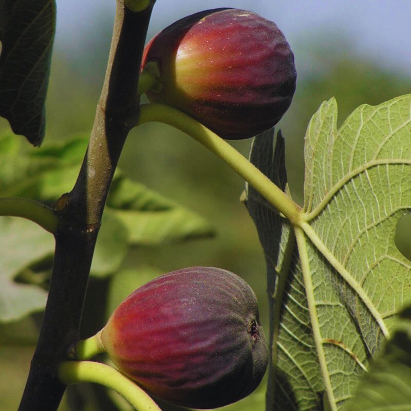 Black Jack Fig Tree - 4 to 6 Inc Tall