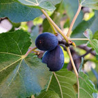 Black Jack Fig Tree - 4 to 6 Inc Tall