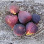 Black Jack Fig Plant Tree - 4 to 6 Inc Tall