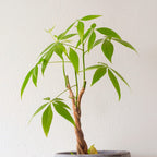 3 Braided Money Tree Plants - 6 to 9 Inc Long in 4 Inc Pot