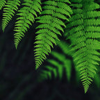 2 Japanese Painted Fern Plant, Quart Pot