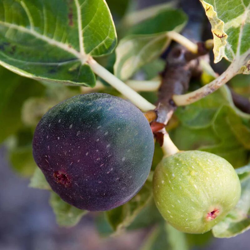 Black Jack Fig Tree - 4 to 6 Inc Tall