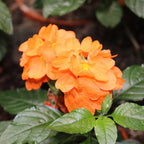 Crossandra Plants Live - 2 Plants, 3 to 5 Inc Tall