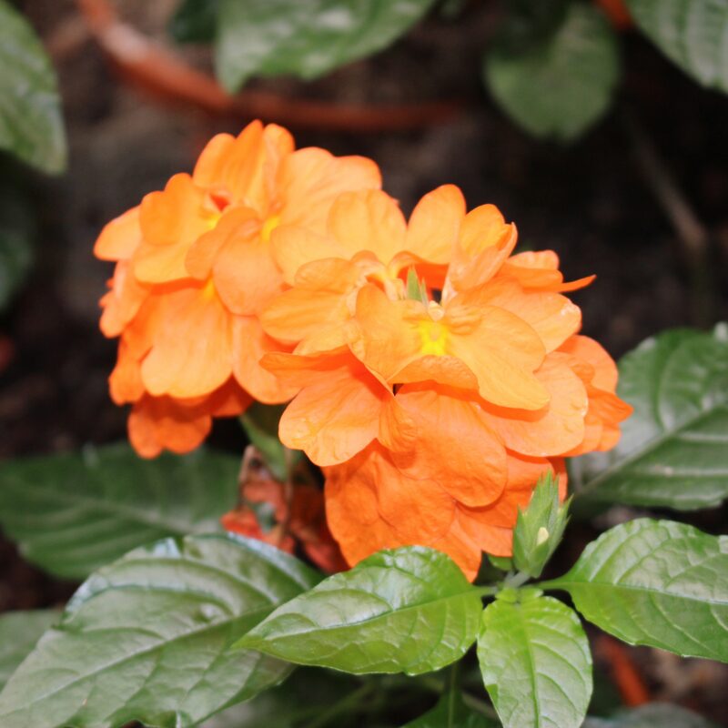 Crossandra Plants Live - 2 Plants, 3 to 5 Inc Tall