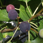 Black Jack Fig Plant Tree - 4 to 6 Inc Tall