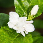 2 Blooming Jasmine Plants, Maid of Orleans Sambac Jasmine Live Plants, 4 to 6 Inc Tall, Arabian Jasmine Plant Live, Tea Jasmine Plants