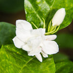 2 Blooming Jasmine Plants, Maid of Orleans Sambac Jasmine Live Plants, 4 to 6 Inc Tall, Arabian Jasmine Plant Live, Tea Jasmine Plants
