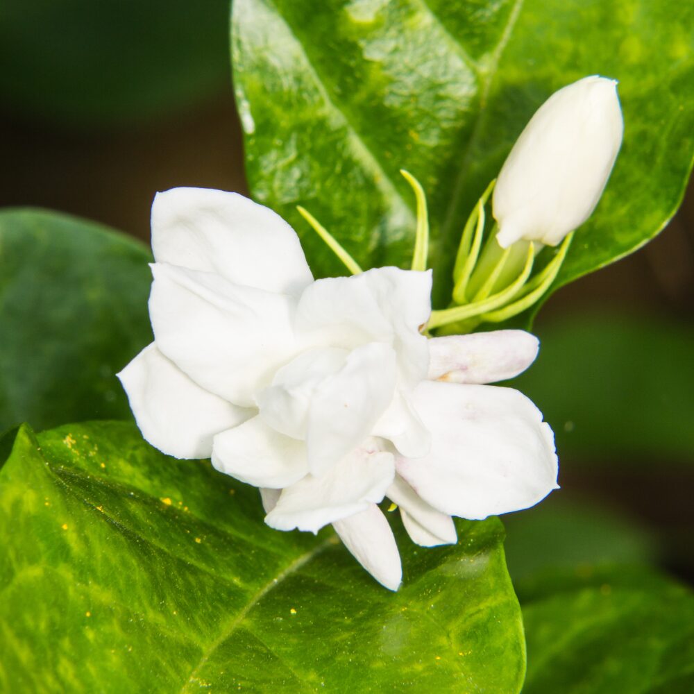 2 Blooming Jasmine Plants, Maid of Orleans Sambac Jasmine Live Plants, 4 to 6 Inc Tall, Arabian Jasmine Plant Live, Tea Jasmine Plants