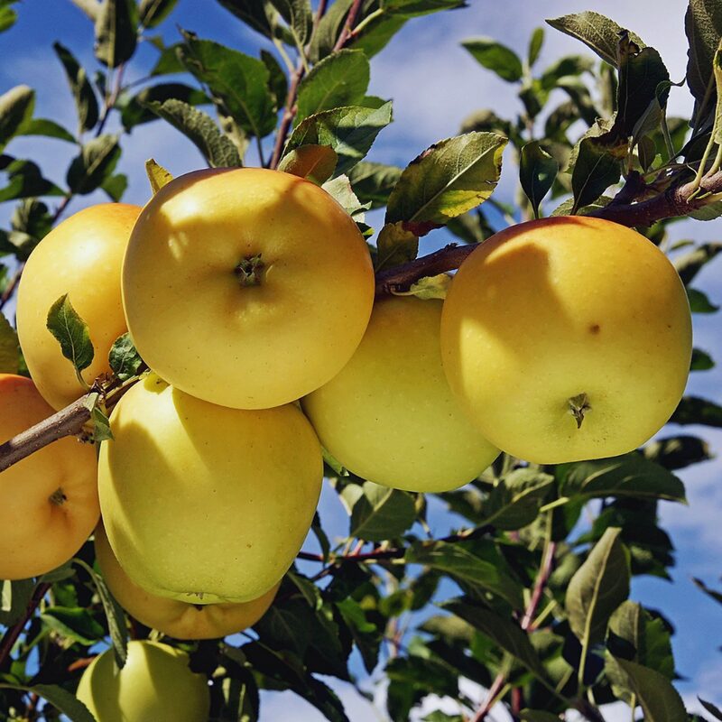 Ein Shemer Apple Tree