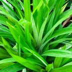 Pandan Plant for Sale - 12 to 17 Inches Tall