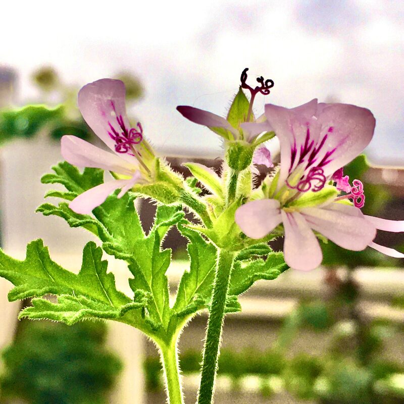 2 Citronella Plants, 3 to 6 Inches Long