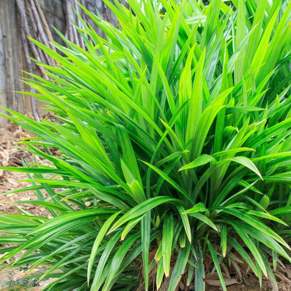 Herbs