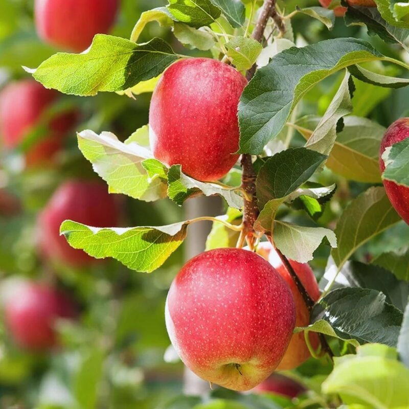 Jonathan Apple Tree, 6-7 Feet Tall