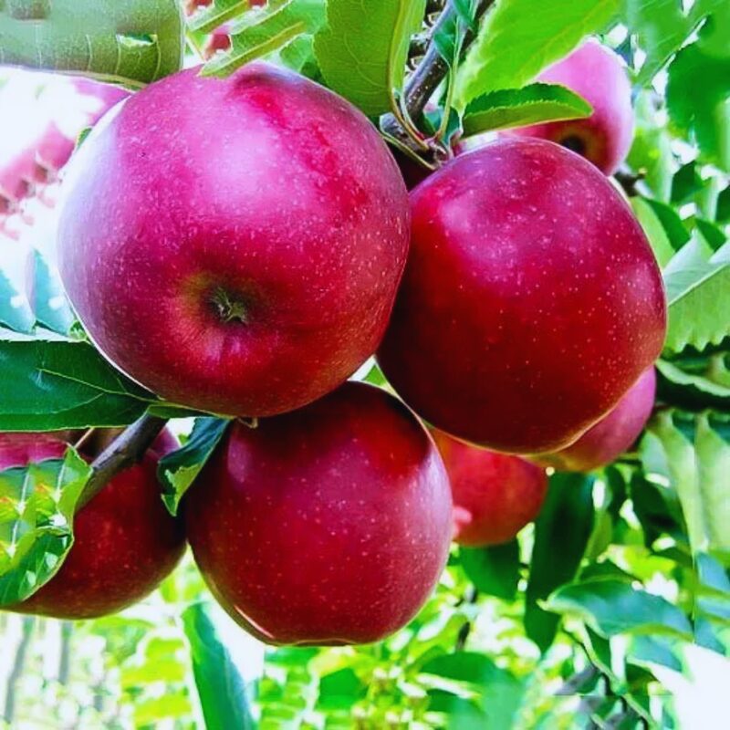 Jonathan Apple Tree, 4-5 Feet Tall