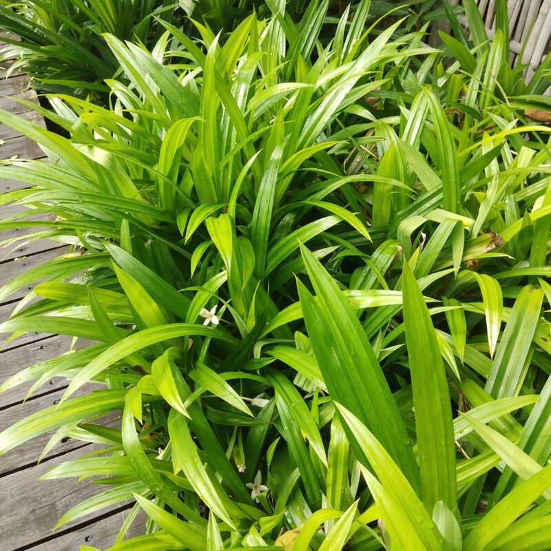 2 Pandan Plants Live, 4 to 7 Inc Tall