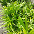 2 Pandan Plants Live, 4 to 7 Inc Tall