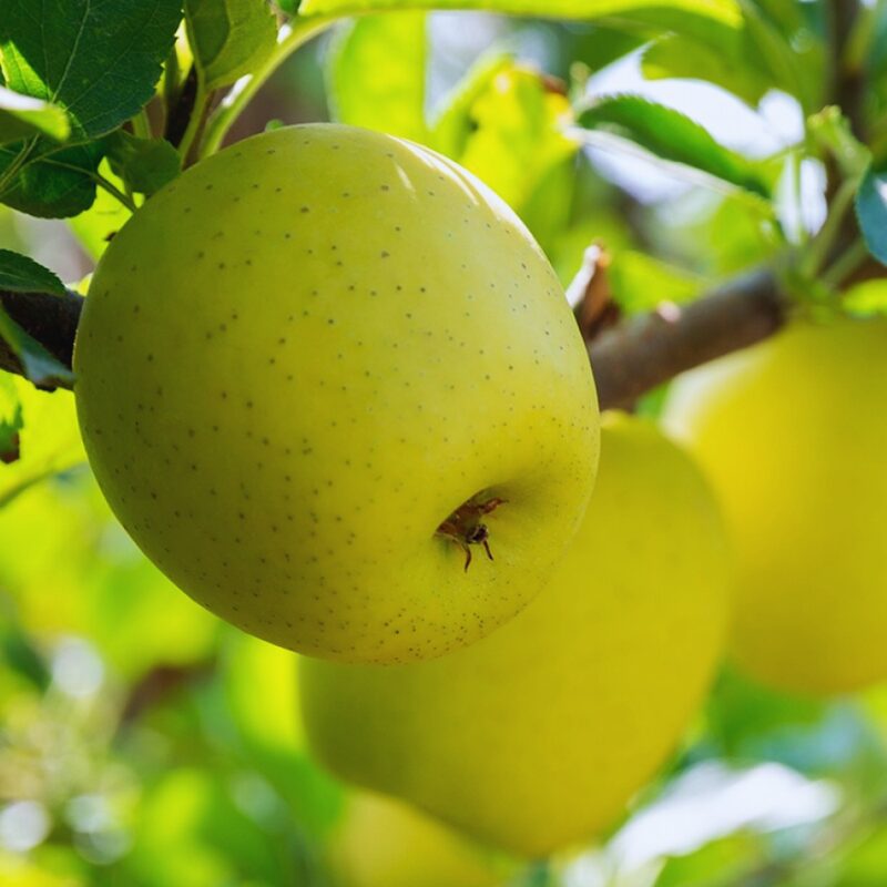 Ein Shemer Apple Tree Plant