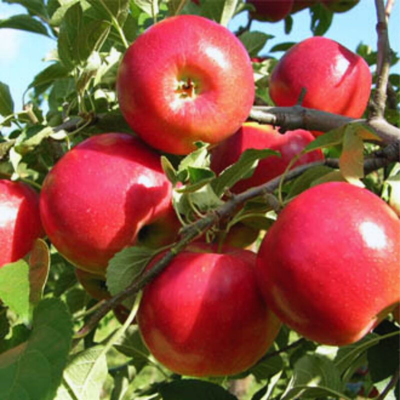 Jonathan Apple Tree, 3-4 Feet Tall