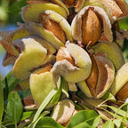 Almond Tree