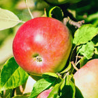 Jonathan Apple Tree, 4-5 Feet Tall