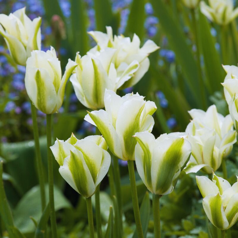 20 Green and White Tulip Bulbs