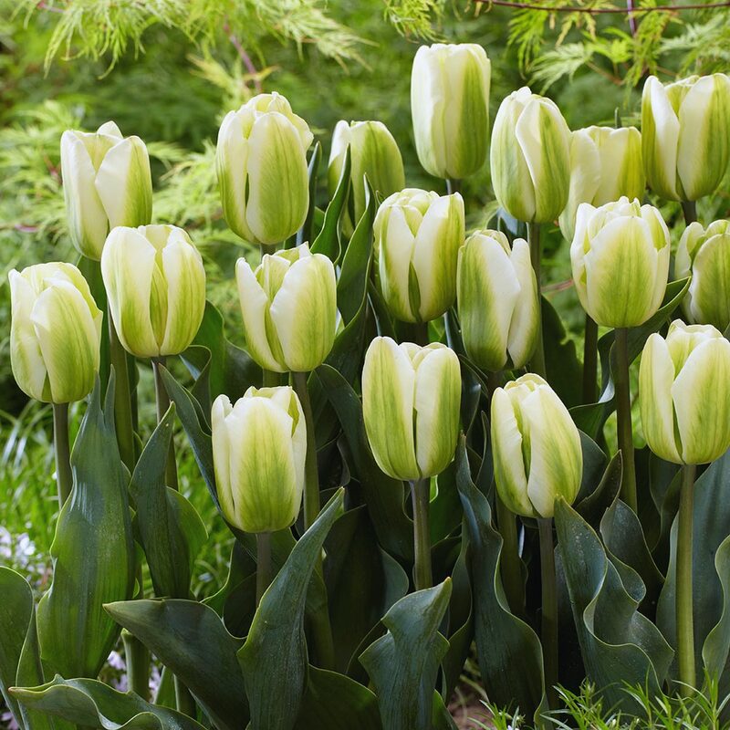 20 Green and White Tulip Bulbs