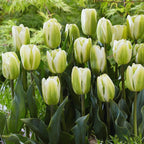 20 Green and White Tulip Bulbs, Large Bulbs