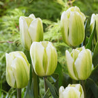 20 Green and White Tulip Bulbs