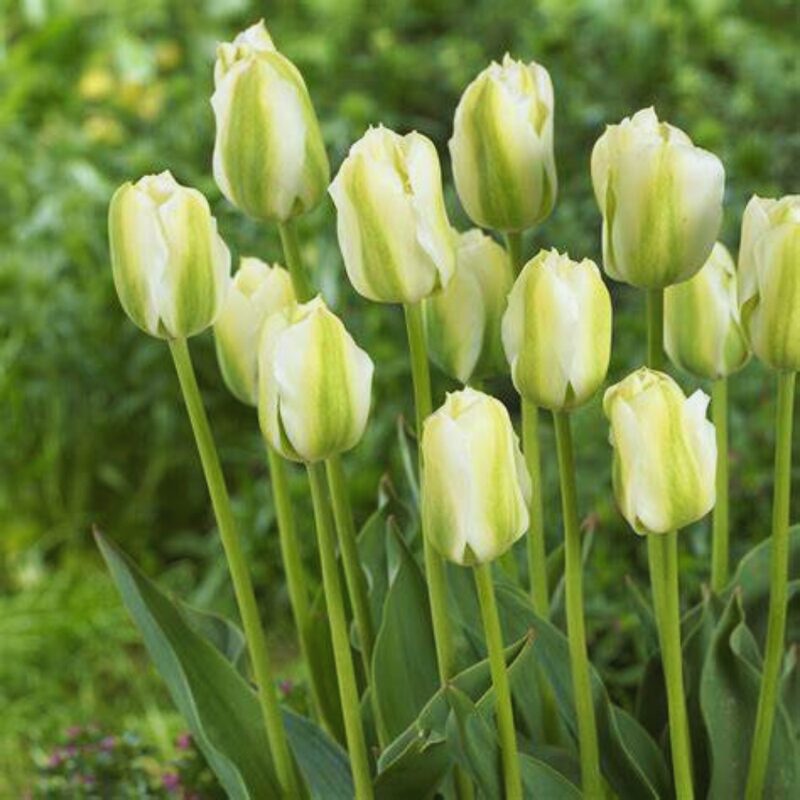 10 Green and White Tulip Bulbs, Large Bulbs