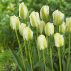 10 Green and White Tulip Bulbs, Large Bulbs