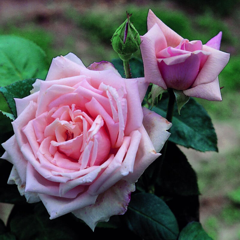 La France Rose Plant Live