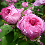 Reine Victoria Rose Plant Live