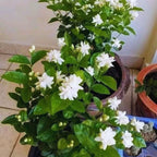 3 Maid of Orleans Sambac Jasmine Live Plants, Arabian Jasmine Plant Live, 4 to 6 Inc Tall, Tea Jasmine Fragrant Plant