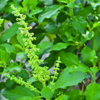3 Holy Basil Plants Live, Tulsi Holy Basil Plant Live, Holy Basil Live Plant, from 4 to 7 Inc Tall Seedling, 4'' Potted, Basil Plant Pot, Easy to Plant