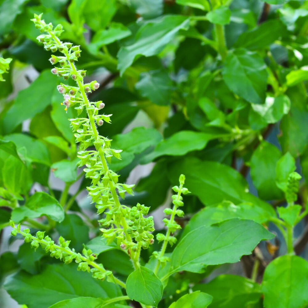 3 Holy Basil Plants Live, Tulsi Holy Basil Plant Live, Holy Basil Live Plant, from 4 to 7 Inc Tall Seedling, 4'' Potted, Basil Plant Pot, Easy to Plant