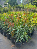 Lancetilla Mango Tree Grafted 1.5-4 Ft Tall