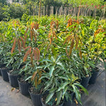 Kesar Mango Tree Grafted (2-4 Feet Tall)