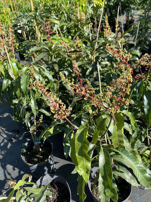 Ice Cream Dwarf Mango Grafted Tree 2-4 Ft Tall