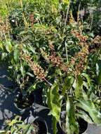 Malika Dwarf Cold Hardy Mango Tree Grafted 3-4 Ft Tall