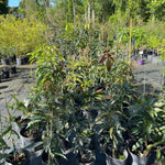 Kesar Mango Tree Grafted (2-4 Feet Tall)